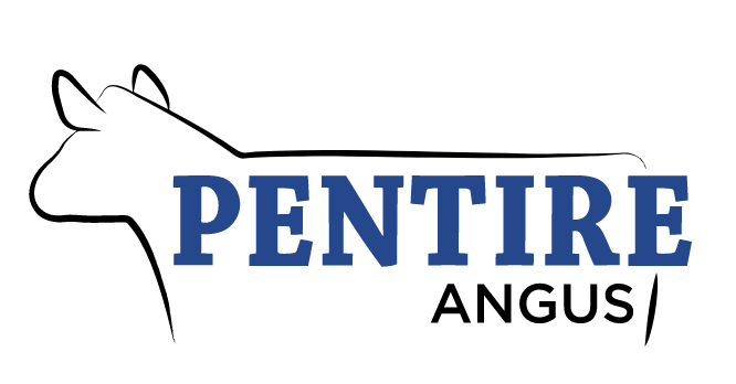 Pentire Angus - Greenmount”